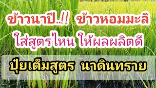 ข้าวนาปี‼️ข้าวหอมมะลิ ใส่ปุ๋ยสูตรไหน ให้ผลผลิตดี#ปุ๋ยเต็มสูตร นาดินทราย