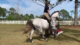 10YO, 16.2H imported gelding, big Eq machine