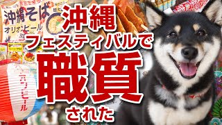 【柴犬】沖縄はいさいフェスタに行ったら職質された!？はいさいFESTA【豆柴】