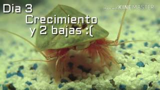 Eclosion y evolucion de triops