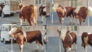 ZOTGA TOZA FLEKFI SIMMENTAL BUQALARI shoshiling.! 977421130