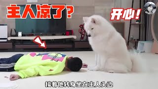 男主测试猫跟狗“忠诚度”，发现养了两个白眼狼，太扎心了吧