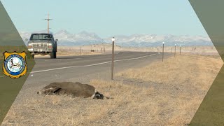 Roadkill Reminders