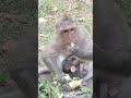 vid20250114170438 top 7 monkey at bayon 1