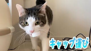 ペットボトルのキャップで遊ぶ猫