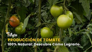 Producción de Tomate 100% Natural: Descubre Cómo Lograrlo - TvAgro por Juan Gonzalo Angel