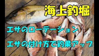 【海上釣堀】渋い時は渋いなりにマダイを釣る方法を考える（海上釣堀 辨屋）