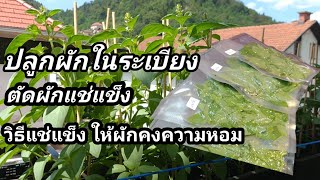 วิธีแช่แข็งผักให้คงความหอม| ปลูกผักในระเบียง |ตัดผักแช่แข็งเก็บไว้ทำอาหารช่วงหน้าหนาว