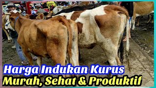 HARGA INDUKAN KURUS MURAH, SEHAT \u0026 PRODUKTIF. Pasar Sapi Glenmore Banyuwangi.