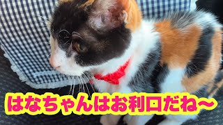 はなちゃんはお利口だね〜　510