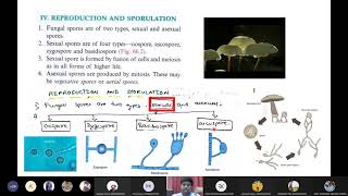 Reproduction and sporulation in fungi