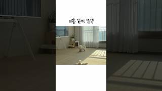 강아지가 가장 화났을 때는 언제일까? #shorts