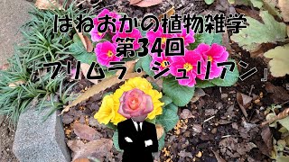 はねおかの植物雑学　34回「プリムラ・ジュリアン」