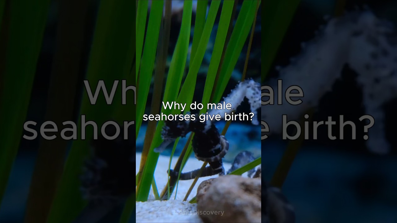 Why Do Male Seahorses Give Birth? #discovery #natural #antsdiscovery # ...