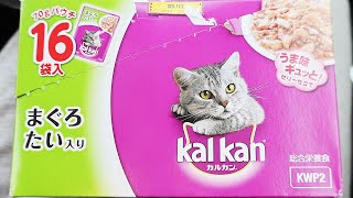 すさまじい勢いでカルカン(kalkan)とちゅ～るを食べるかわいい猫たち 野良猫 感動猫動画