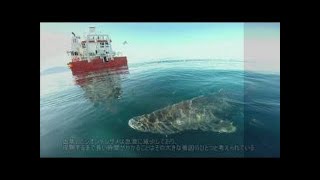 約400歳のサメが見つかる、脊椎動物で最も長寿