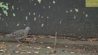 キジバト(Streptopelia orientalis)・散歩？October 20, 2019