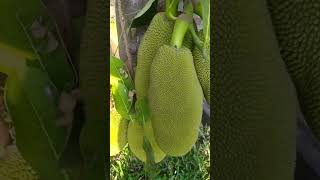 ఒక్క చెట్టుకి వందల్లో పనస కాయలు #jackfruit #myfirstshorts  #shorts  #premasgarden |Prema's Garden