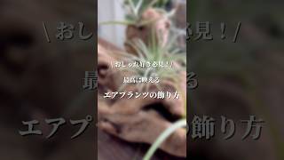 【おしゃれインテリア】　簡単にできるエアプランツの流木付け　#エアプランツ #観葉植物のある暮らし #流木 #植物 #インテリア #shorts