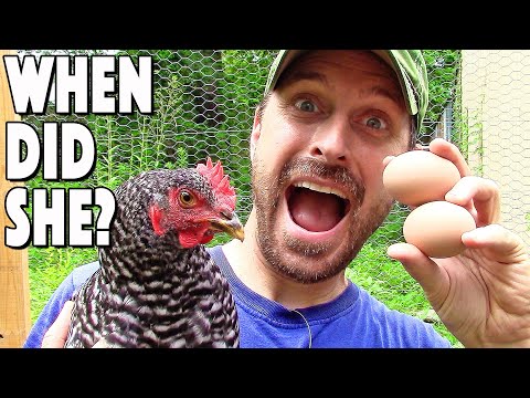 What to expect when chickens first start laying eggs?