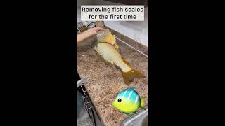 Removing the fish scales for the first time #fishing #fish #skills #time #life #real #shorts #video