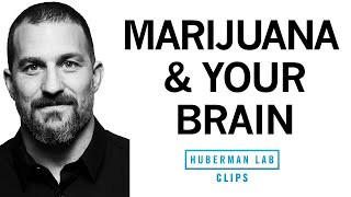How Cannabis (Marijuana) Affects the Brain & Body | Dr. Andrew Huberman
