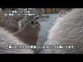 那須どうぶつ王国　短い動画 ~カピバラの鳴き声~