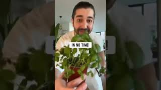 5 Plants You Can Regrow | creative explained