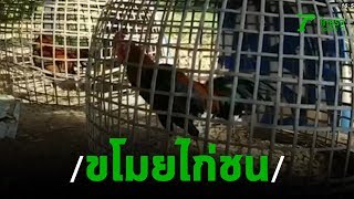 โจรลักไก่ชนอาละวาด วางยาสุนัขตาย  | 04-12-62 | ข่าวเย็นไทยรัฐ