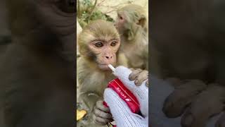 #monkey feeding video #monkey #animals #thedodo #dodo #Feedingmonkey#MonkeyZone#saveanimal #shorts