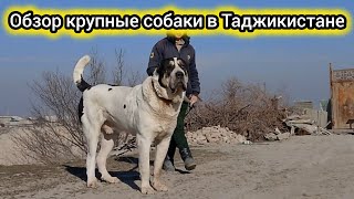 обзор гигантских алабаев вТаджикистане 🇹🇯питомник дар Тожикистон