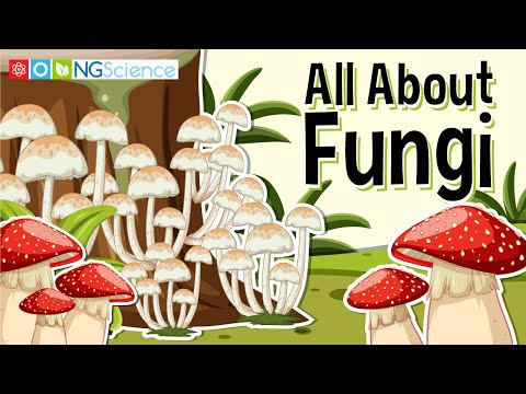 What is the niche of fungi and bacteria in an ecosystem?