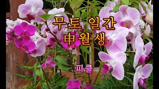 십간론 65 🍍무토 일간 신(申)월생 - 피클의 행복한 명리