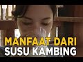 Manfaat Susu Kambing Etawa HMS