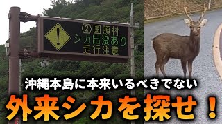 沖縄で昨今問題になっている外来シカを探せ！