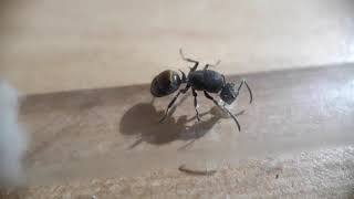 My Polyrhachis vermiculosa queen with eggs.