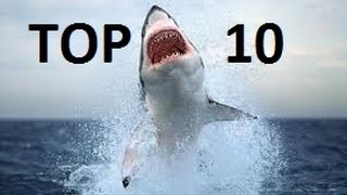 Top 10 Deadliest Sharks