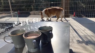 ぐうたらコーギー春の家族旅行🌸～2日～