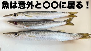 【カマス釣り】相模川河口の攻略が見えてきたかも…