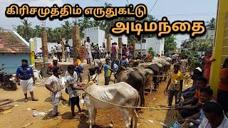 கிரிசமுத்திரம் எருதுகட்டு அடிமந்தை ஒரு பார்வை 27.04.2022