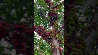 Fig fruit ផ្លែល្វា#shortvideo #cambodia