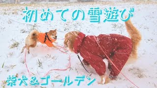 【初めての雪】初めて見る雪景色を楽しむ可愛い柴犬 \u0026 ゴールデンのお友達と初雪遊び！