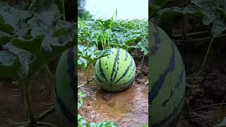 நீரின்றி அமையாது உலகு.. தண்ணீரே பூமிக்கு அழகு #nature #naturelovers #shortvideos