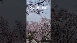 2024【桜】お花見　おすすめ　さくら　大阪　狭山池　穴場　　 南大阪　桜の名所　JAPAN　nature　花　満開　　開花　南河内　泉州　関西　関西ウォーカー　cherryblossom　自然　春　