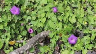 Ipomea Tricolor Seeds (Morning Glory) and LSA Presence