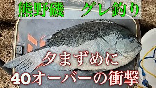 三重 熊野磯でグレ40cmオーバー確保！夕マズメの一撃！