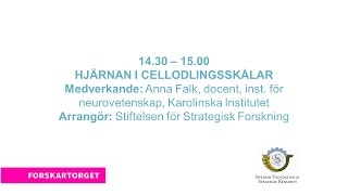 Forskartorget2016 - Hjärnan i cellodlingsskålar