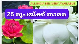 25 രൂപയ്ക്ക് താമര#lotus_petals#lotus_tubers@cheapest_price#trending #lotus_tuber#lotus_flower