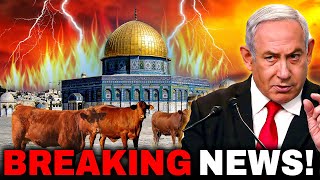 Israel START TODAY The Preparation to Sacrifice RED HEIFERS at Dome Of The Rock!? RED HEIFER UPDATE!