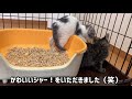 保護した10週齢の3匹の子猫達を預かりさん宅に移動させます！【3 kittens moving】